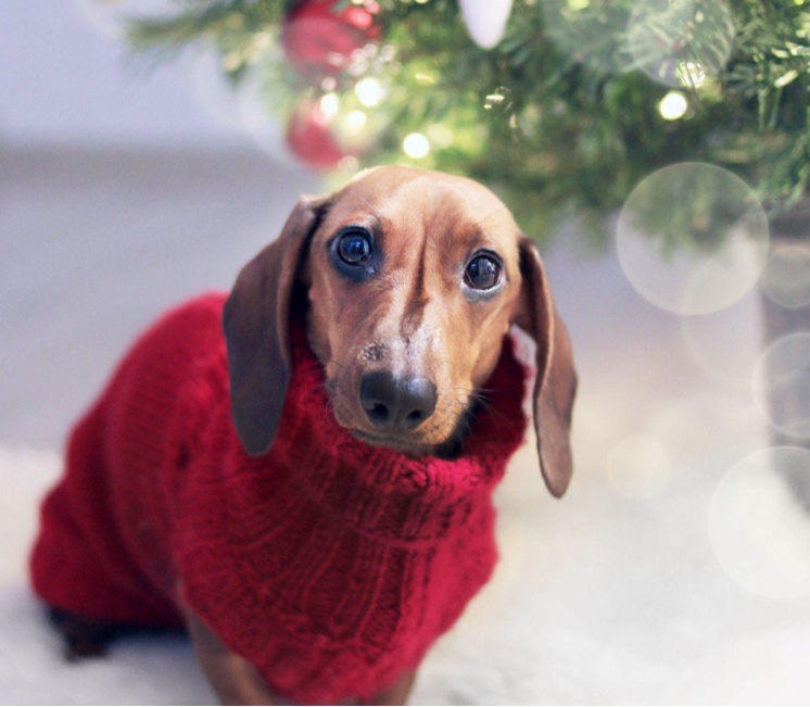 Christmas in July with Pet-Themed Ornaments